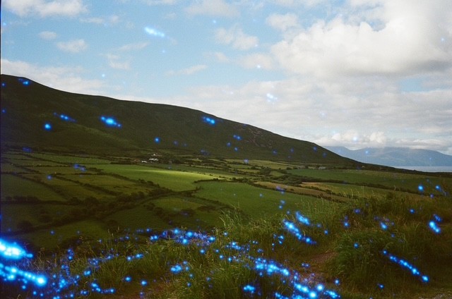 sun pocket grazing the field, film photograph by Robert Corrigan