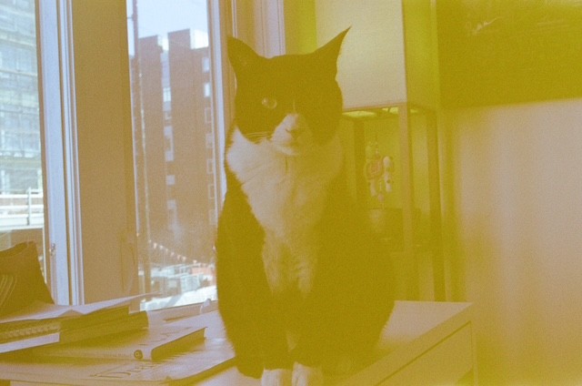 french movie cat, film photograph by Robert Corrigan