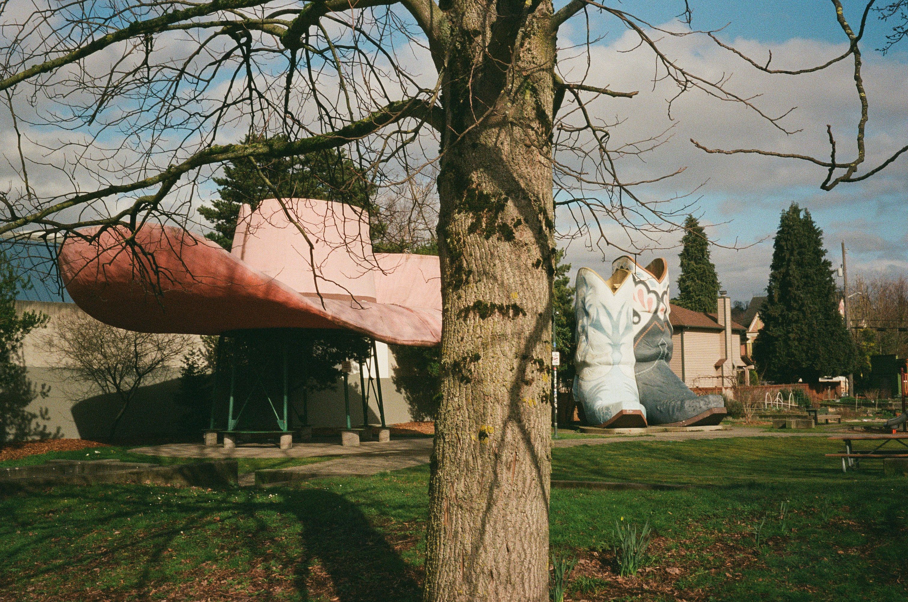 tree hat, film photograph by Robert Corrigan