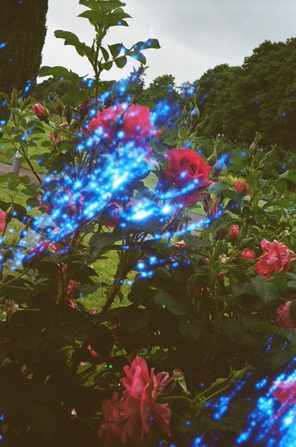 hello rose, film photograph by Robert Corrigan