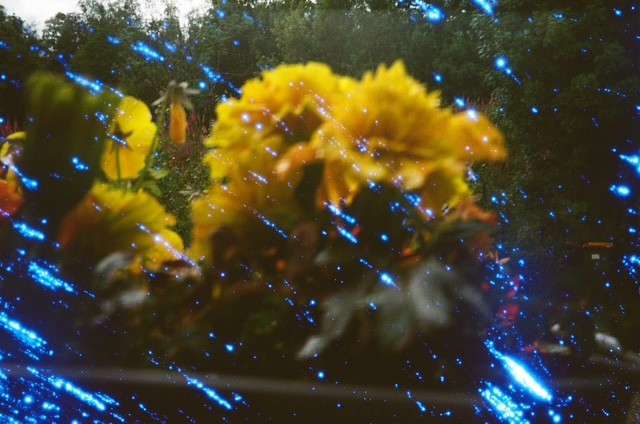 fleurs, film photograph by Robert Corrigan